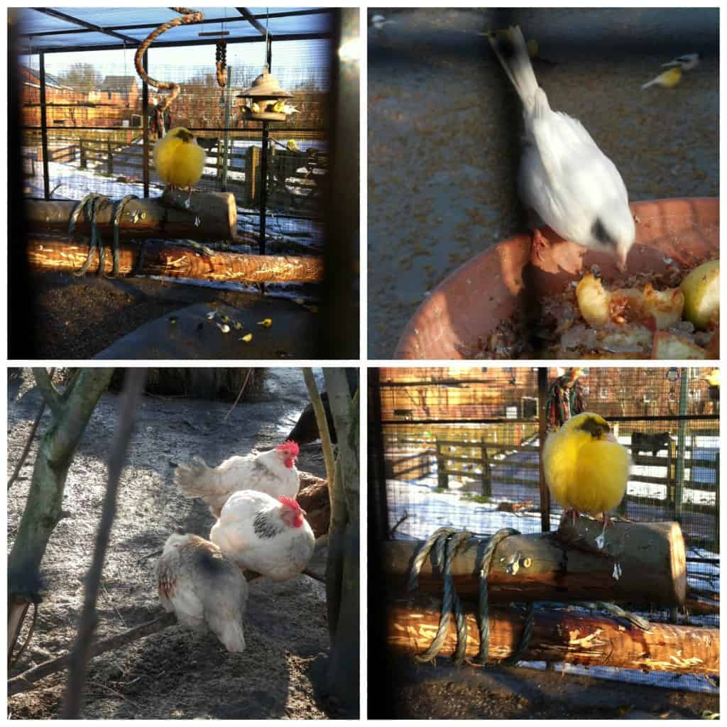 birds at stonebridge farm