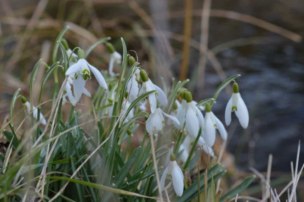 Snowdrops