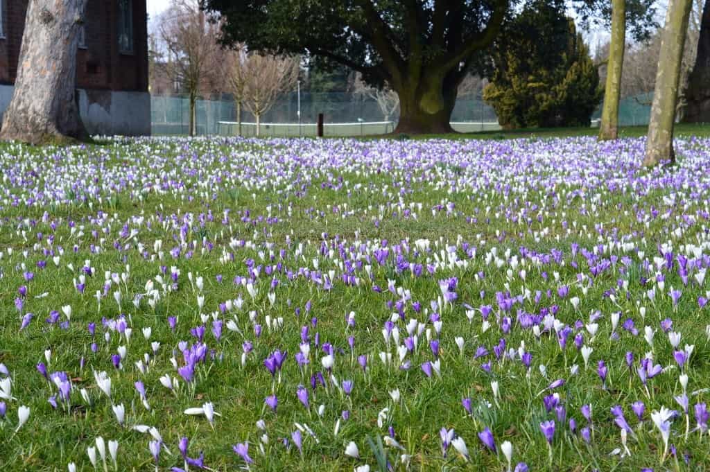 field of crocus