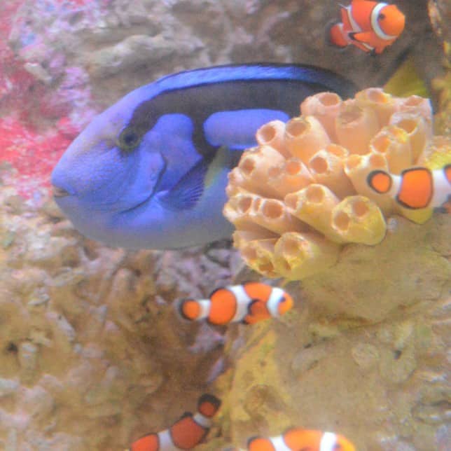 finding nemo