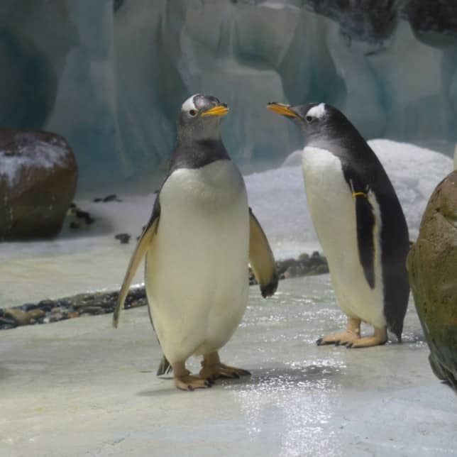 gentoo penguins