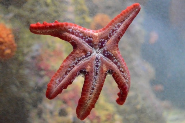 red knobbed starfish