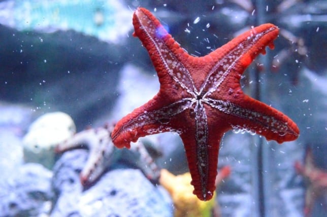 starfish