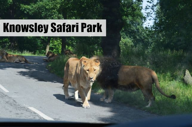 Knowsley Safari Experience Review