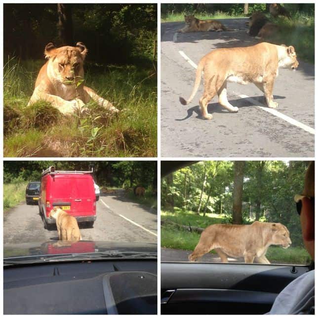 Lions at Knowsley Safari Park