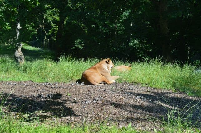 Knowsley Safari