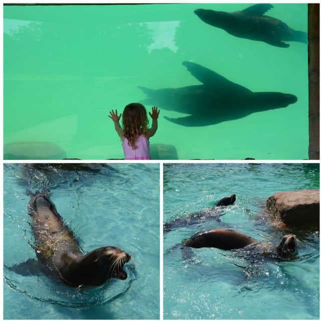 Sea Lions At Knowsley Safari