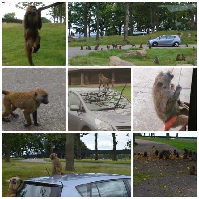 baboons at knowsley safari park