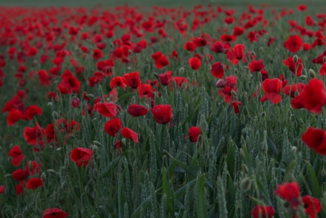 poppies