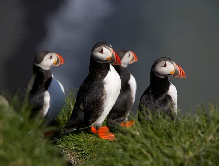 puffins