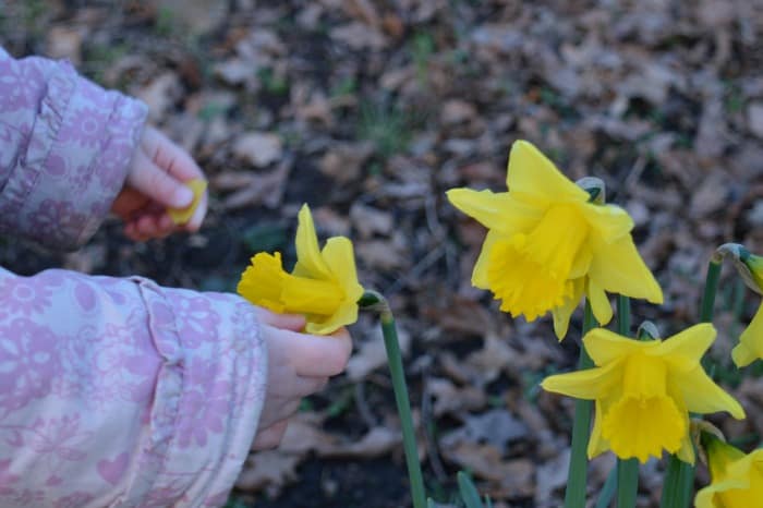 child playing with daffodils