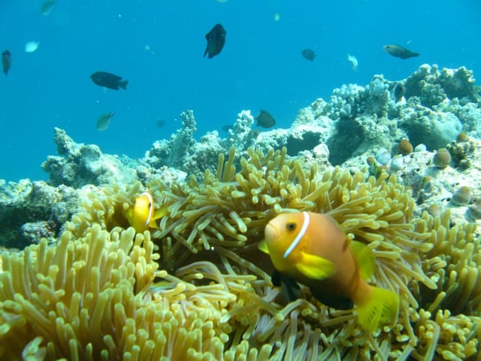 maldives coral reef