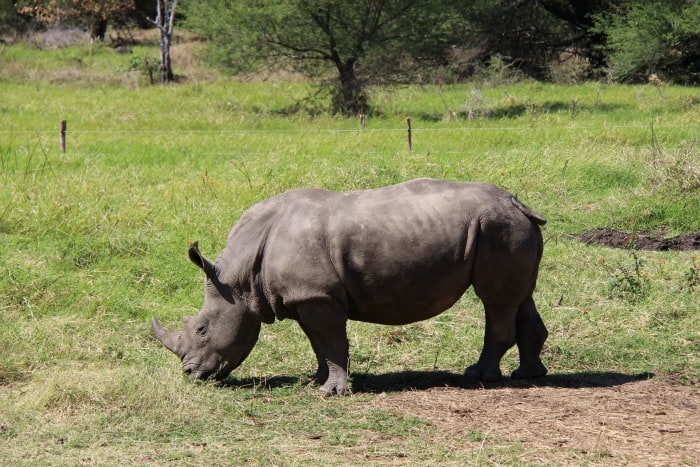 rhino