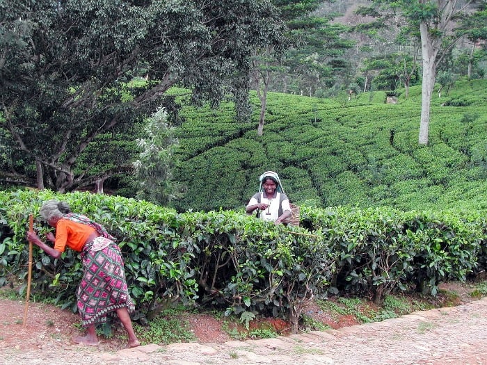 sri-lanka-tea plantation