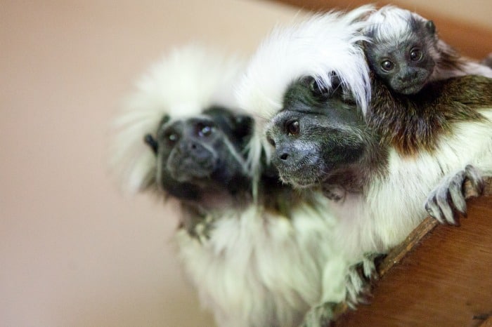 Cotton Top Tamarins, courtesy of Rob Price Photography