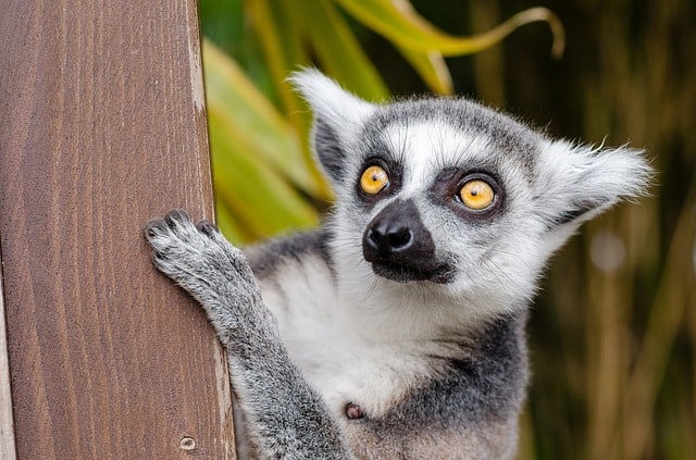 lemur