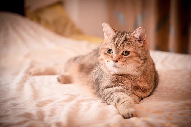 cat on bed 