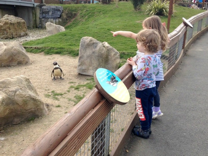 children looking at penguin