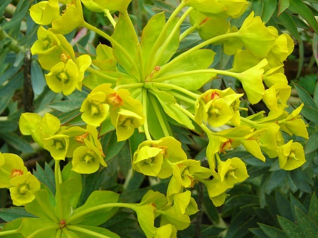 Exotic flowers in Sicily