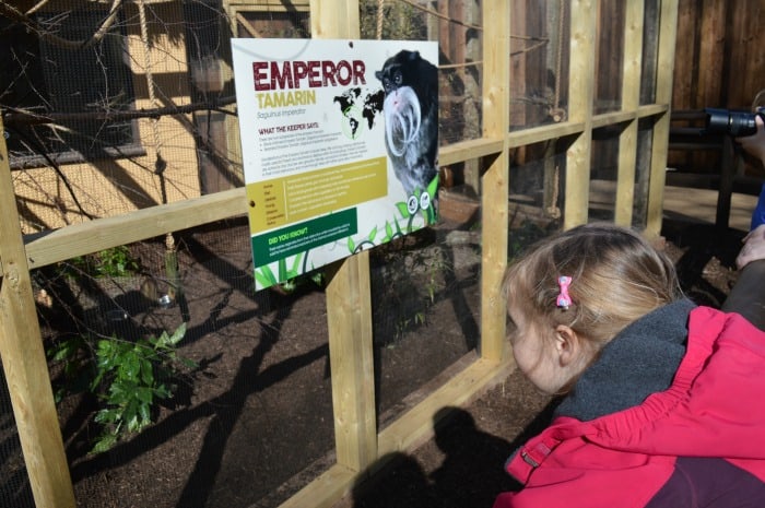 girl looking at monkey at zoo