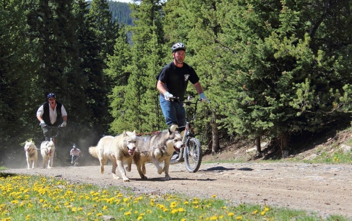 Summer Dogsledding