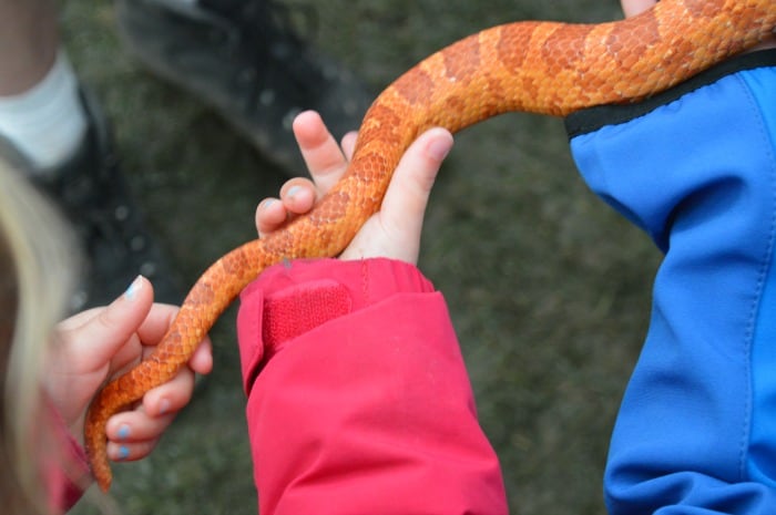 child holding a corn snake