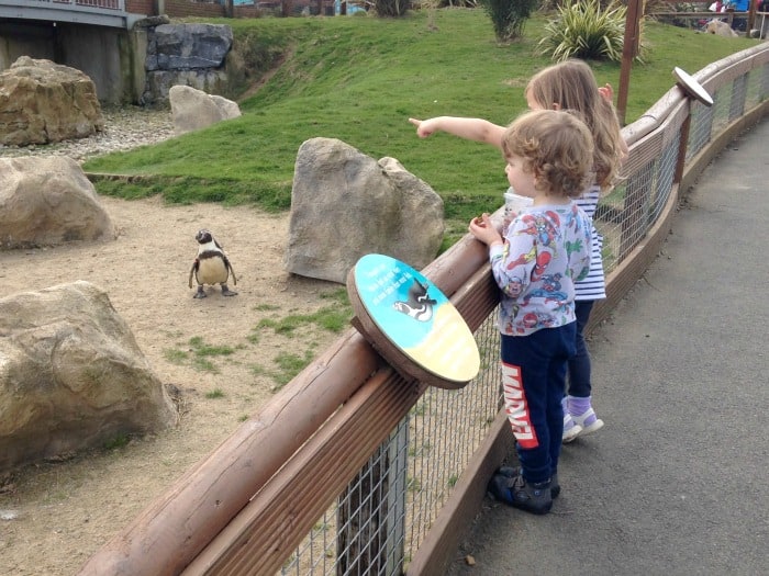 children watching a penguin