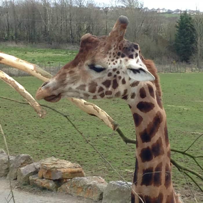 giraffe at Folly Farm park