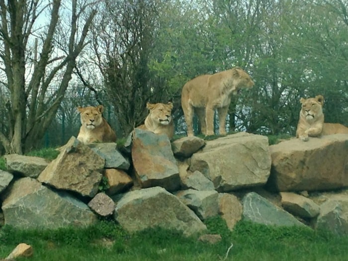 lions at Folly Farm park