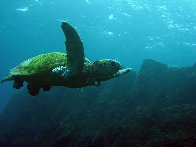 green turtle