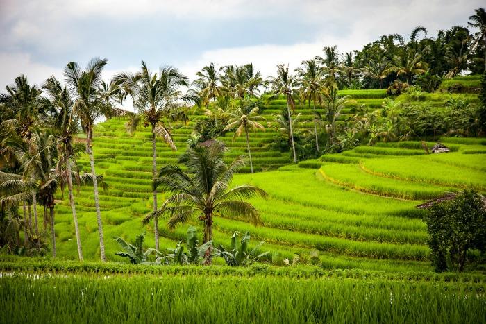 bali-rice-fields