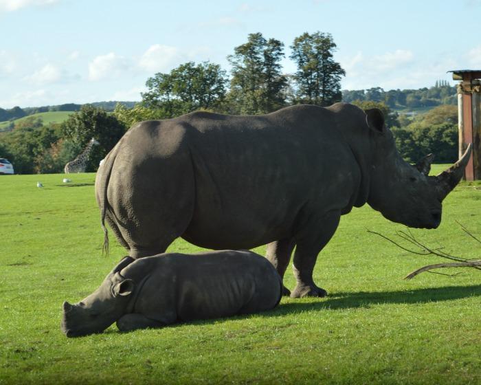 mum-and-baby-white-rhino