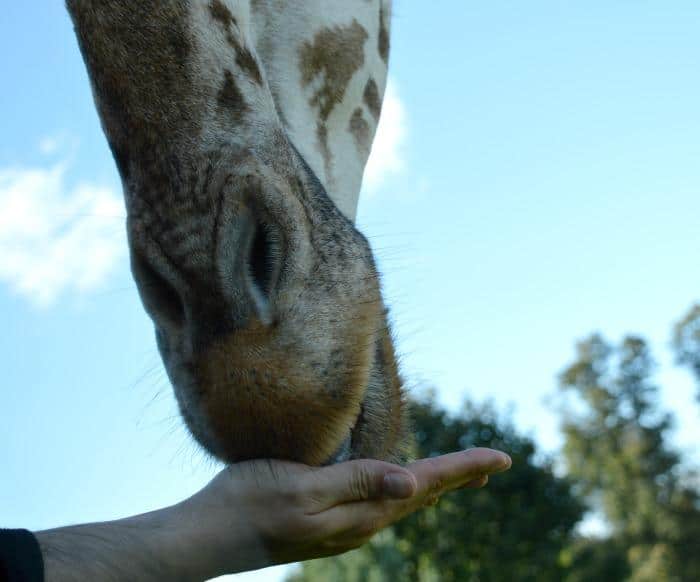 feeding-a-giraffe