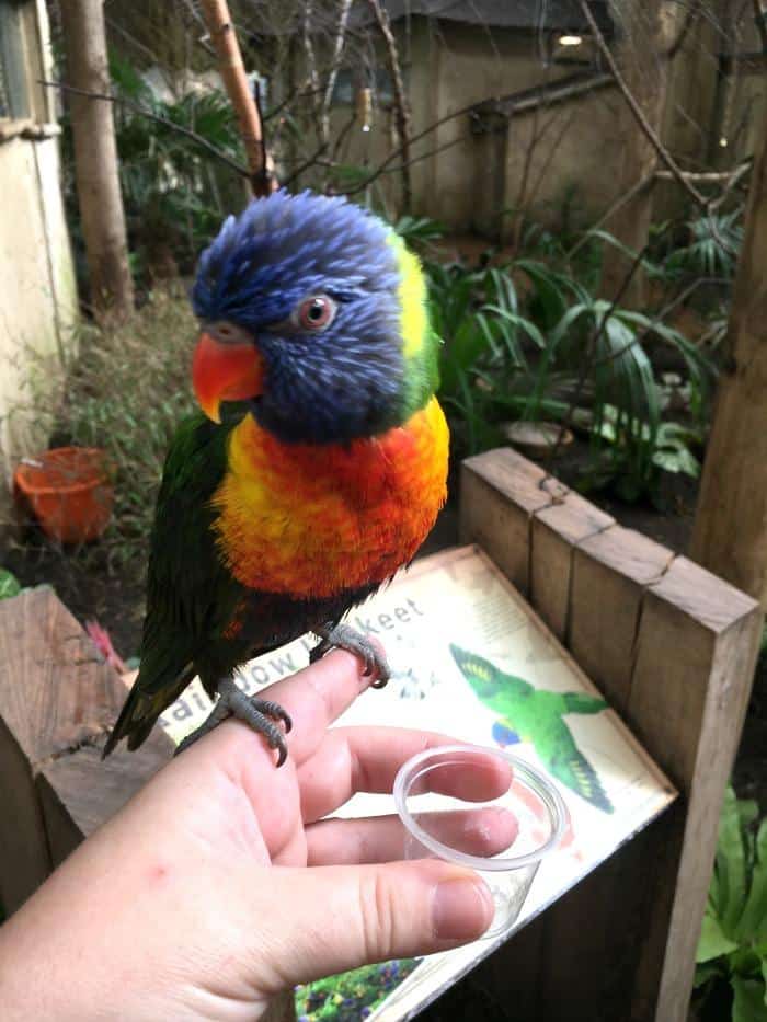 feeding-a-lorikeet