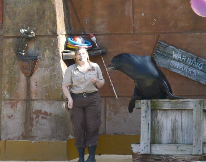 sea-lion-show-at-west-midlands-safari-park