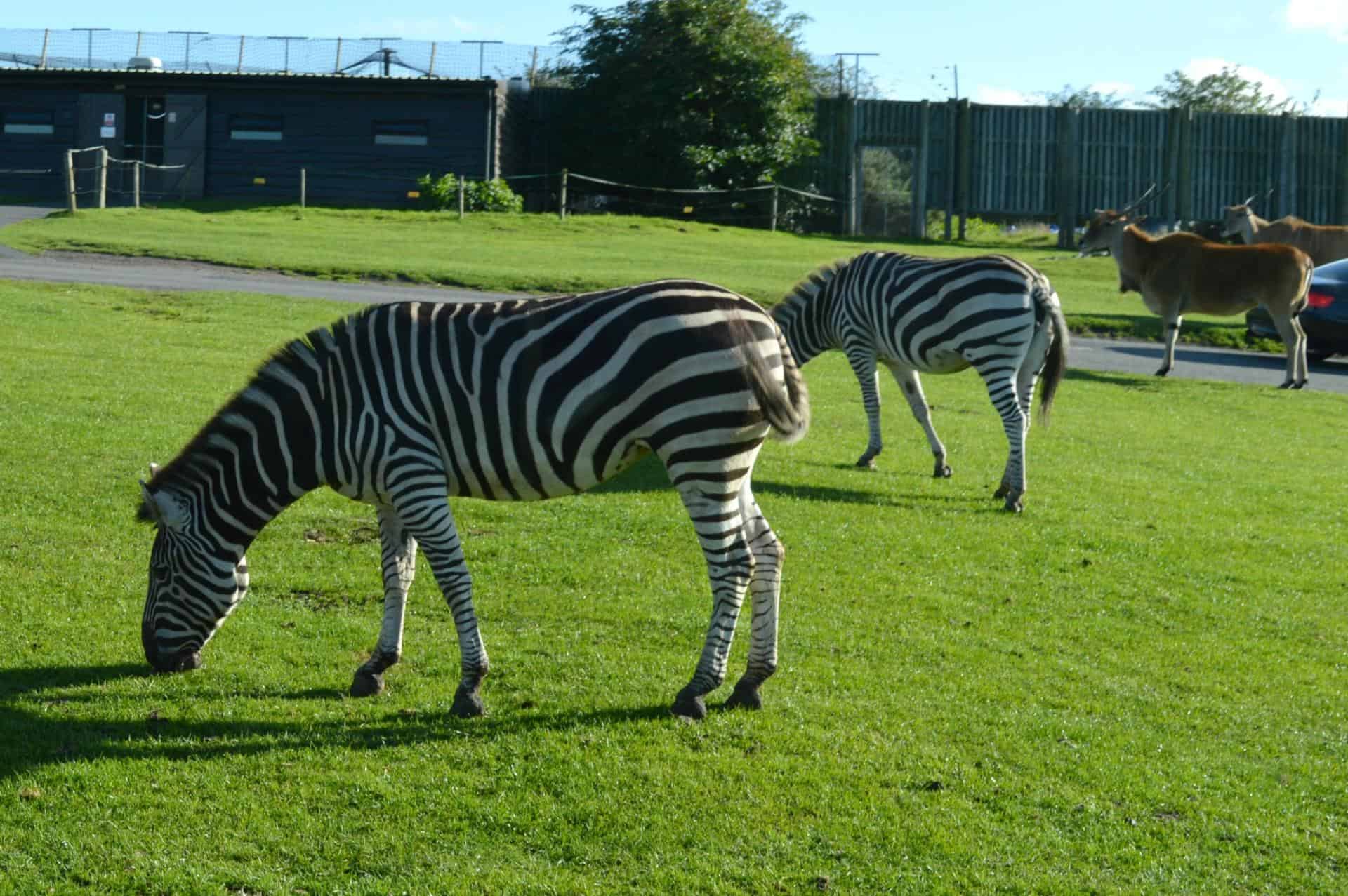 zebras