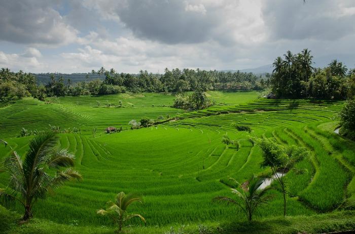 view over rice terraces in Bali 