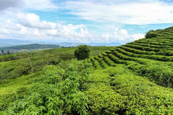 rice fields Vietnam