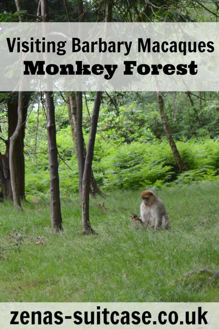 Visiting The Baby Barbary Macaques At Monkey Forest