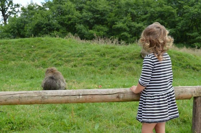 child standing watching monkey