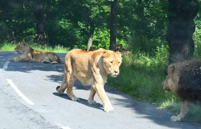 lions knowsley safari park liverpool