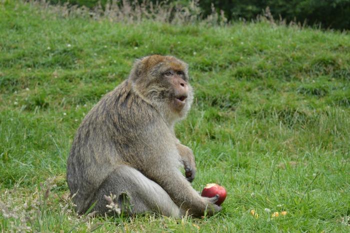 monkey eating apple