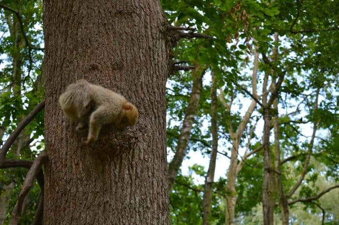 monkey playing in a tree