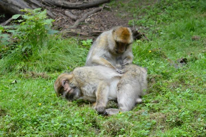 monkeys at Monkey forest