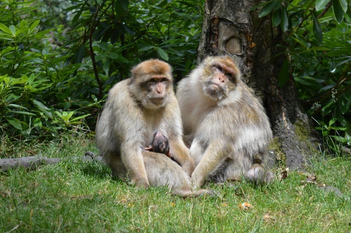 two female monkeys and baby