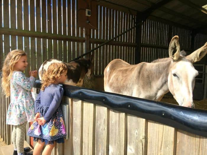 children looking at Donkey at zoo