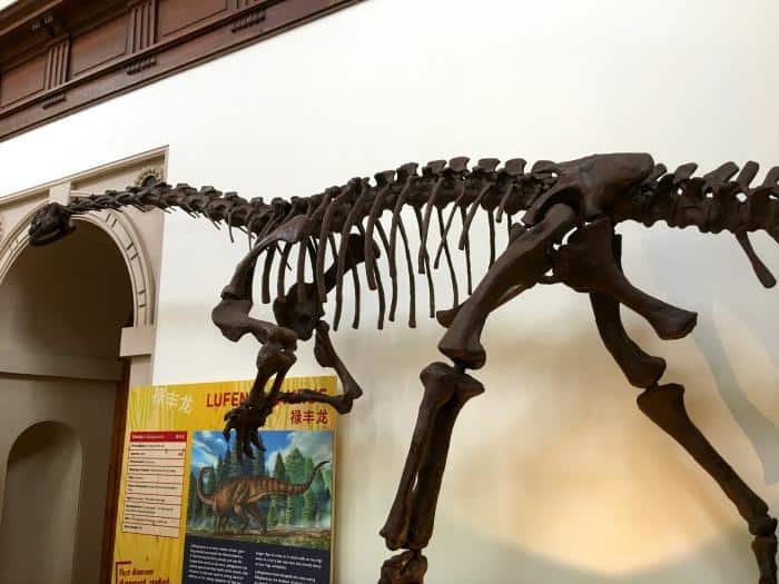 dinosaur skeleton wollaton hall