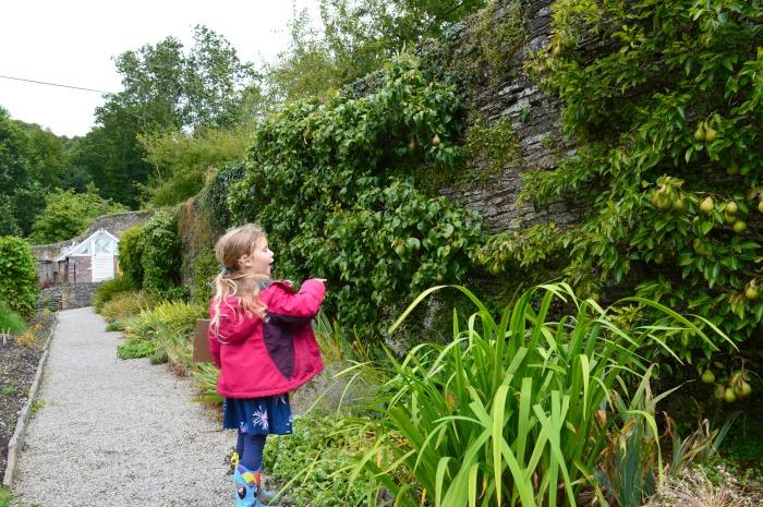child looking at walled gardens at buckland abbey Devon 