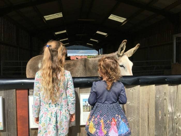 girls looking at donkey