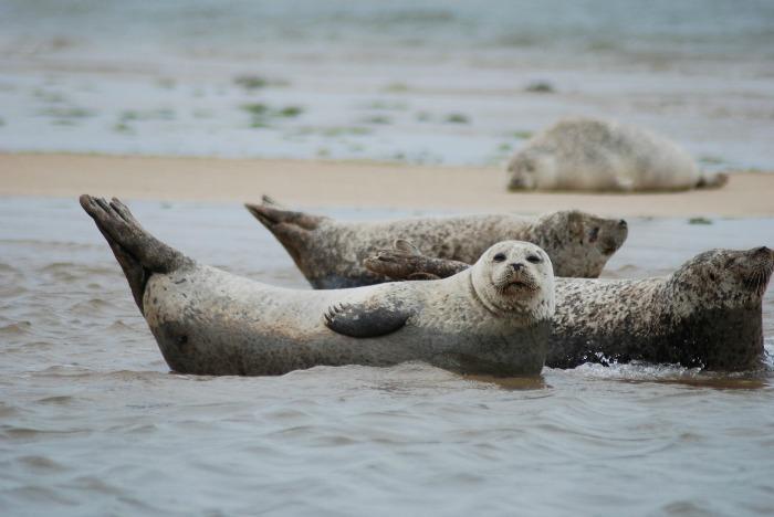 grey seals on beach